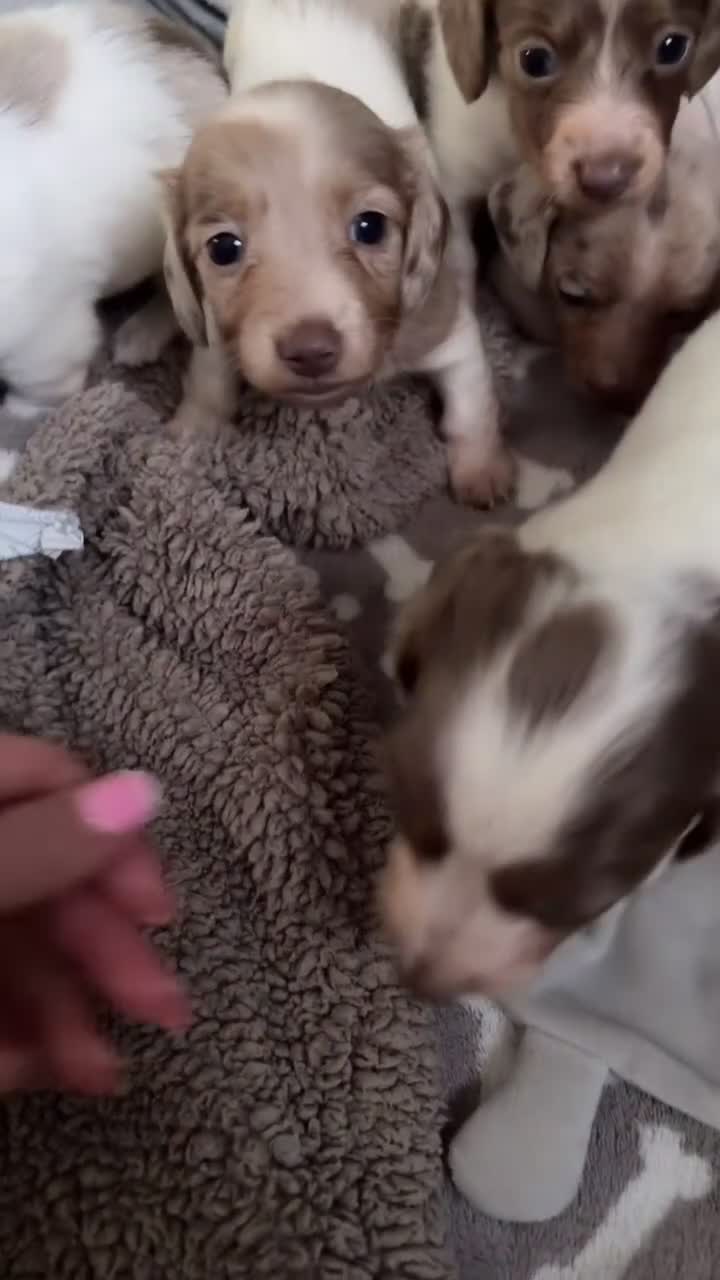 Dachshund dogs for sale: Miniature dachshund  - Video 1