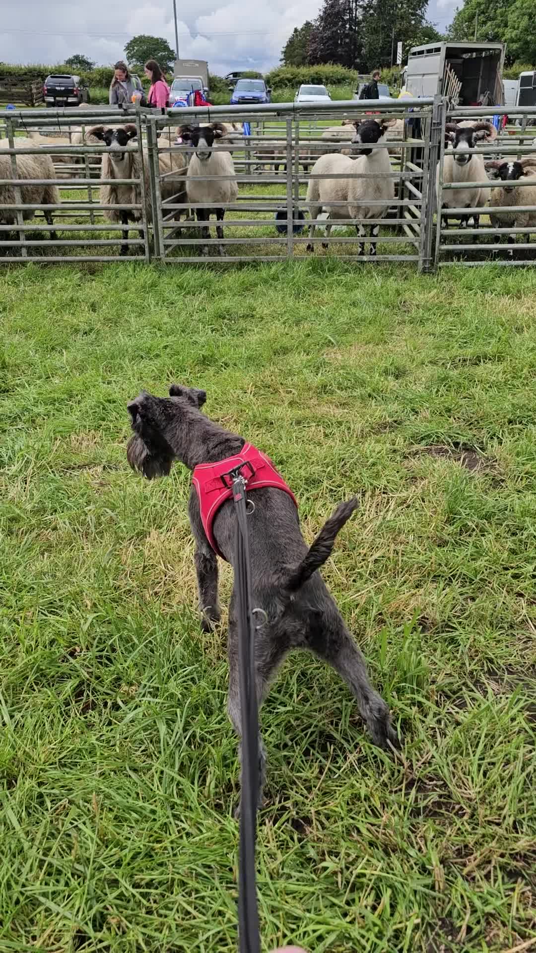 Miniature Schnauzer dogs for sale: Waiting list for KC reg Miniature Schnauzer pups   - Video 3