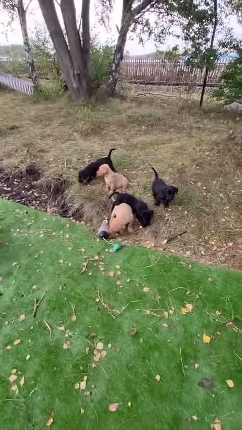 Labrador Retriever dogs for sale: KC Labrador pups in Dunfermline - Video 1