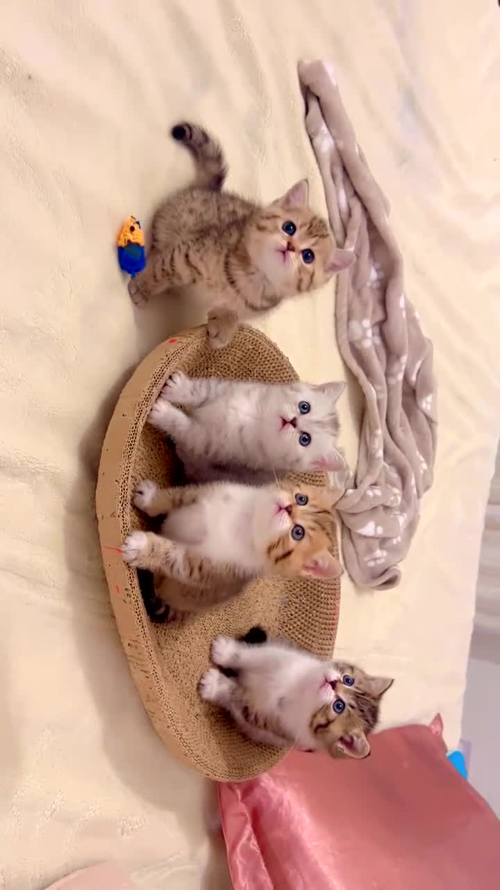 British Shorthair cats for sale: British short hair for sale kitten❤️ - Video 1