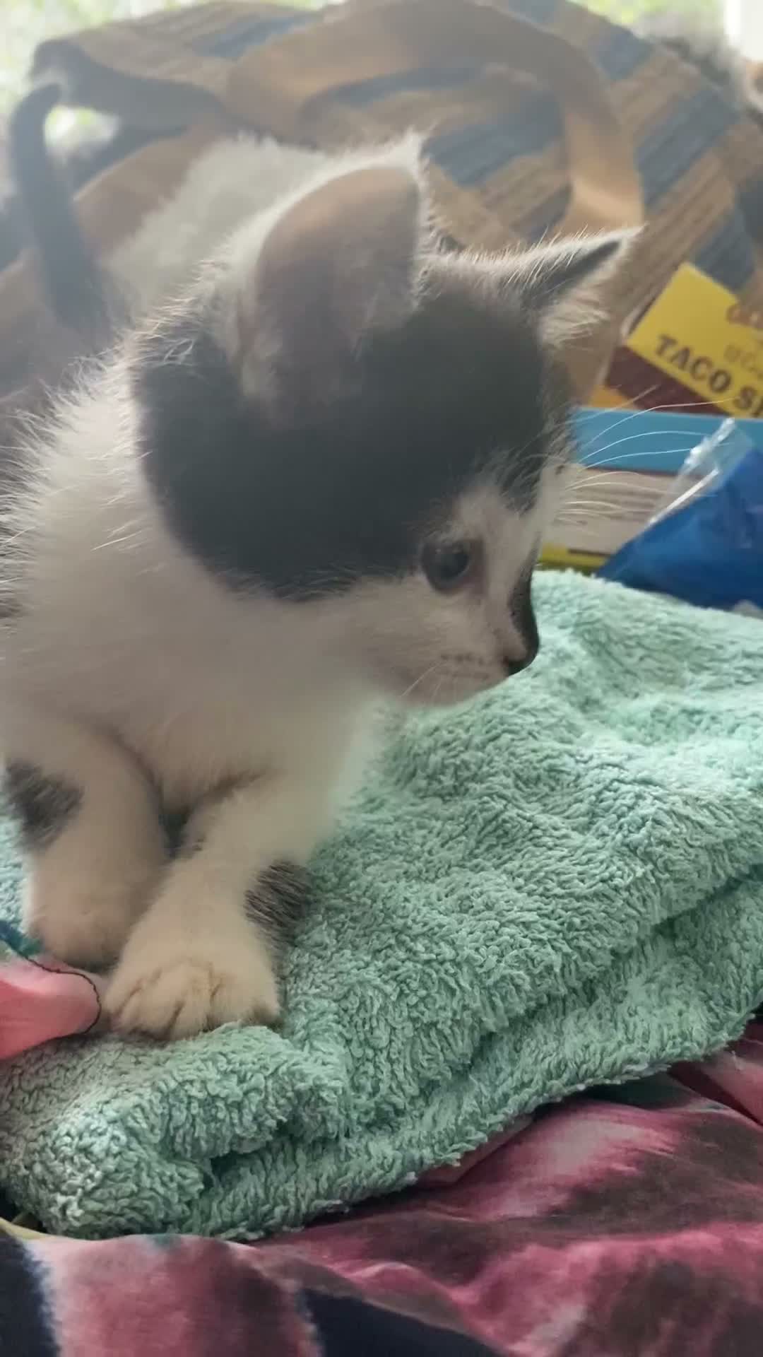 Mixed Breed cats for sale: Kittens - Video 1