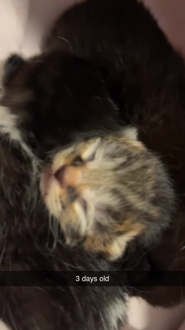 British Longhair cats for sale: 4 adorable & super fluffy British longhair kittens - Video 1