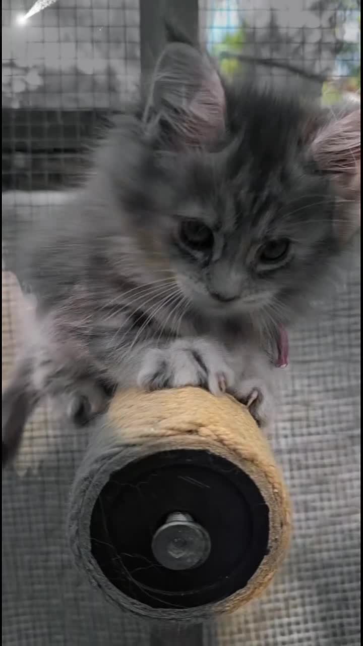 Maine Coon cats for sale: READY NOW GCCF Registered Maine Coon Kittens - Video 5
