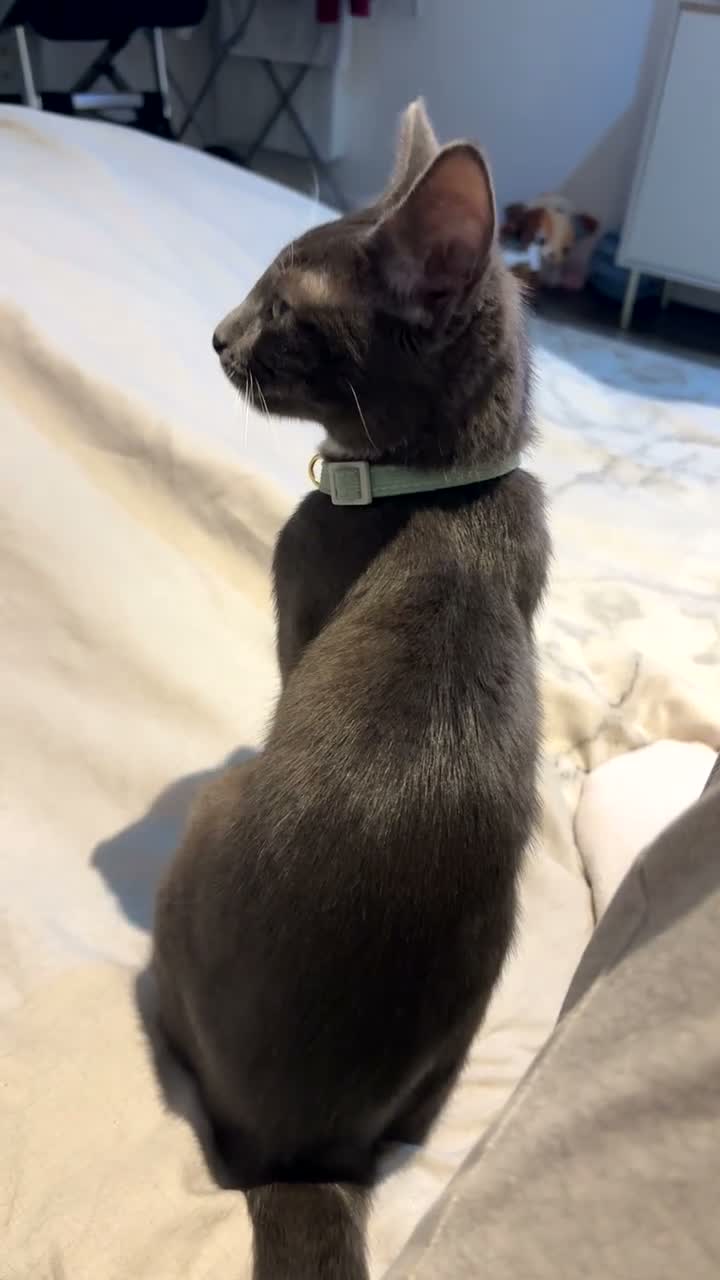 Russian Blue cats for sale: Russian blue X British shorthair  in Slough - Video 1