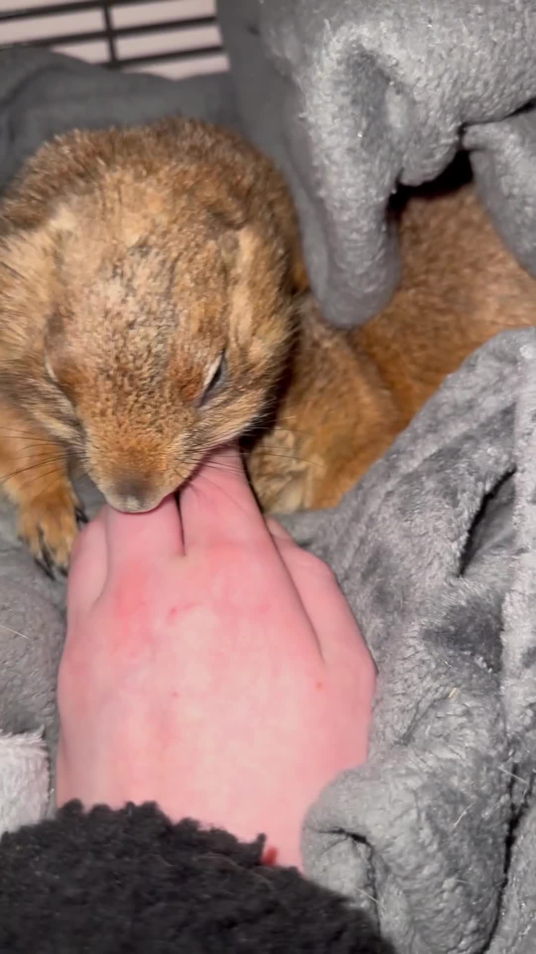 Mixed Breed rodents for sale: 2 Silly Tame Prairie Dogs for Sale - Video 1