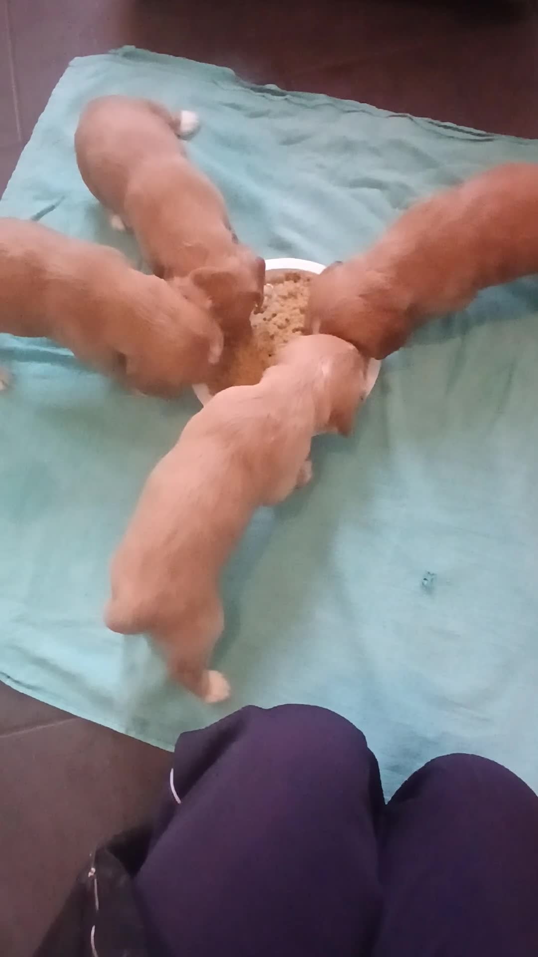 Cocker Spaniel dogs for sale: Kennel Club registered working cocker spaniels  - Video 1