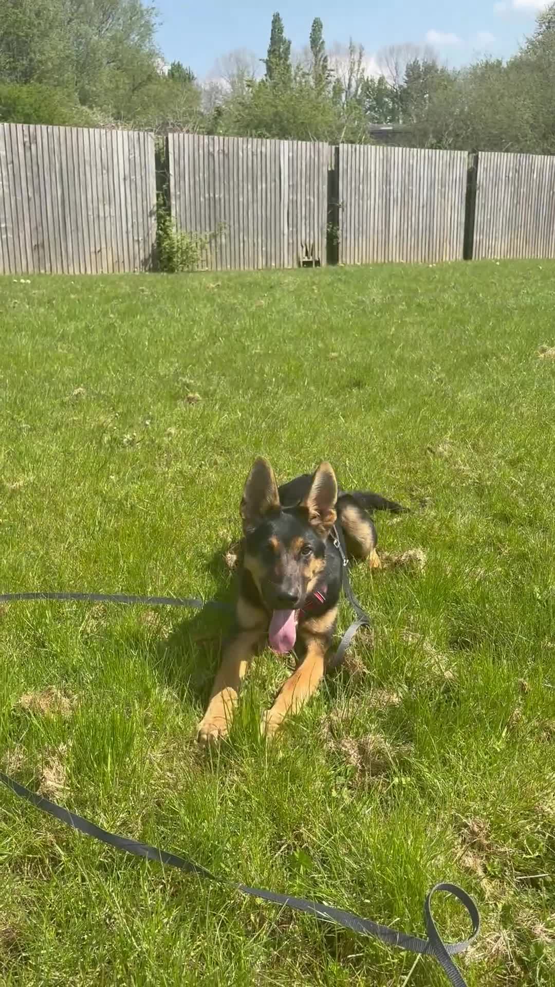 German Shepherd dogs for sale: German Shepherd – Male – 6 months - Video 2