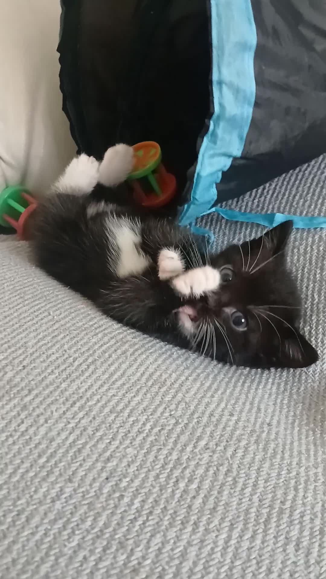 Mixed Breed cats for sale: *1 girl left* - Video 2