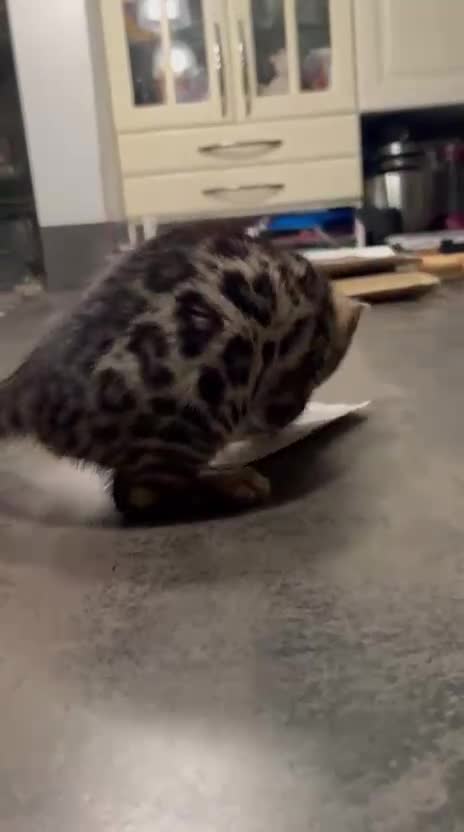 Bengal cats for sale: ❤️ Gorgeous Pure Bengal Kitten Ready to Go ❤️ - Video 1