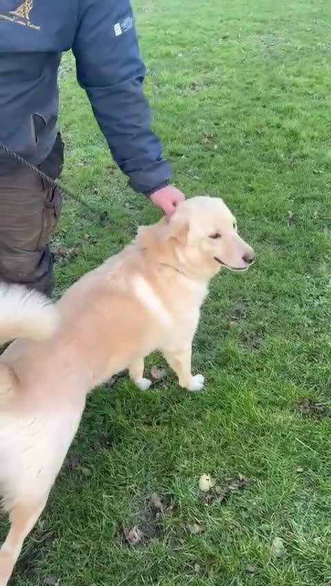 Mixed Breed dogs for adoption: Stunning Apolo  in Lancaster - Video 1