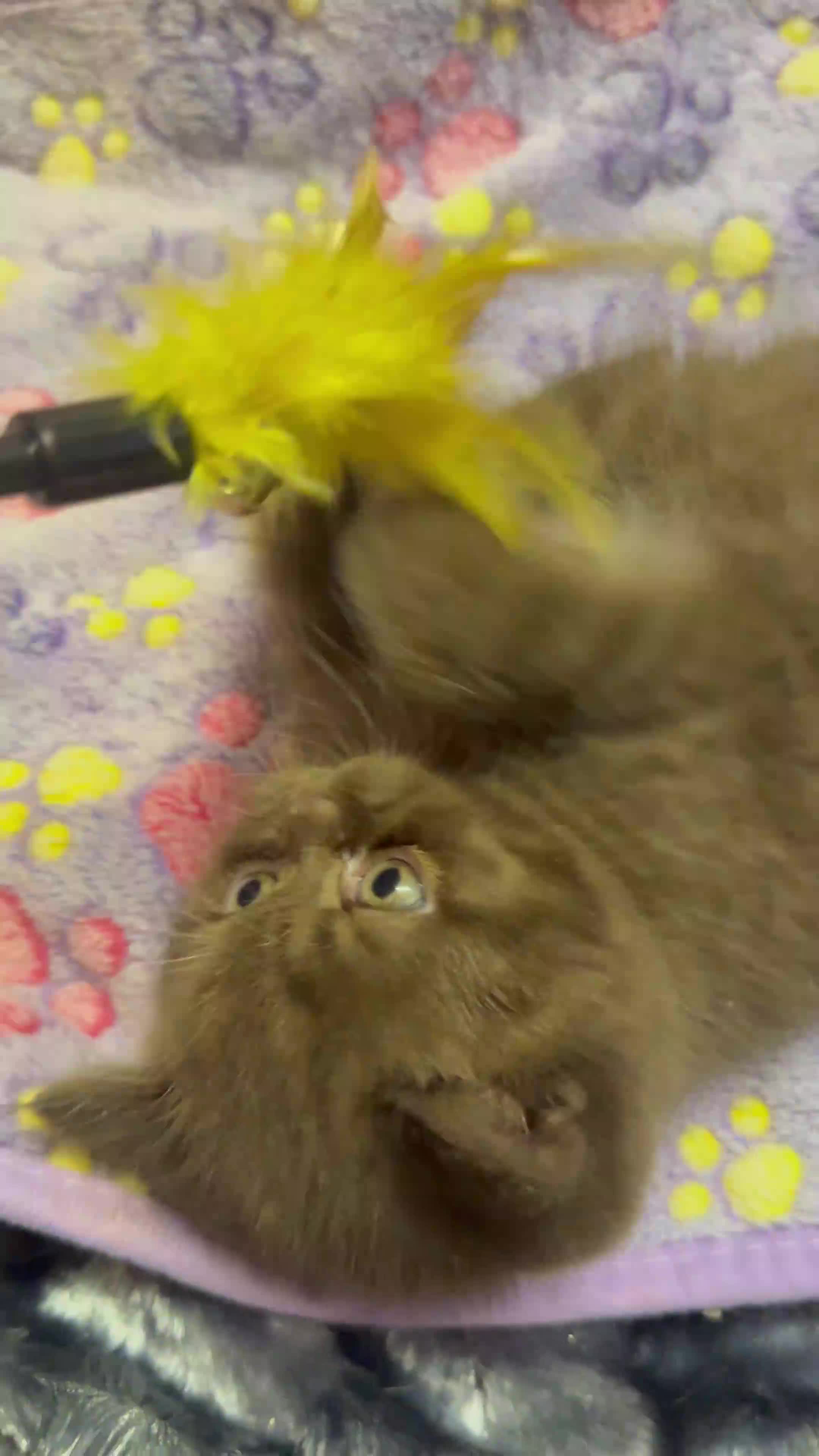 British Shorthair cats for sale: Champion Line British Shorthair Kittens - Video 1