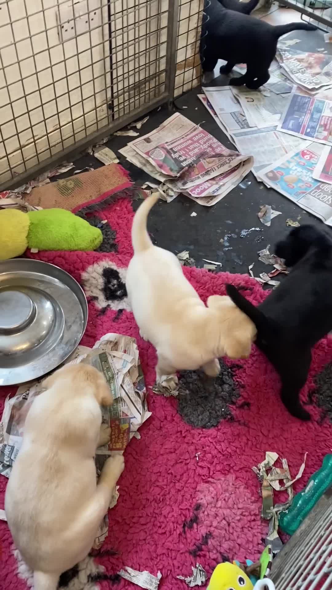 Labrador Retriever dogs for sale: ⭐️Quality chunky show black bitch ready now - Video 1