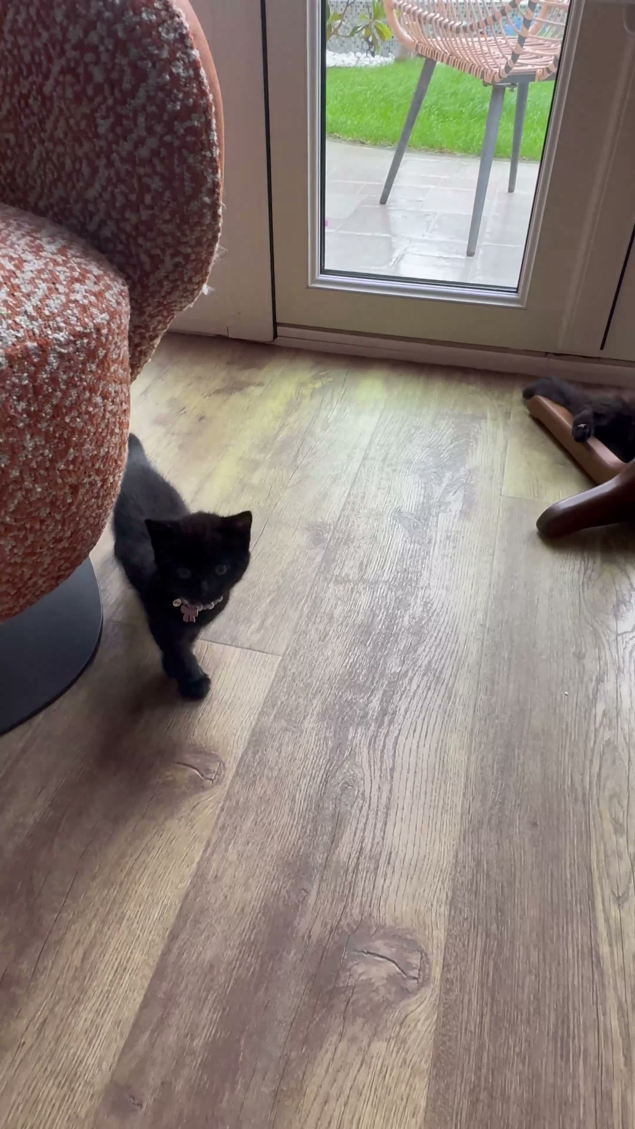 Mixed Breed cats for sale: 4 adorable kittens in Milton Keynes - Video 1