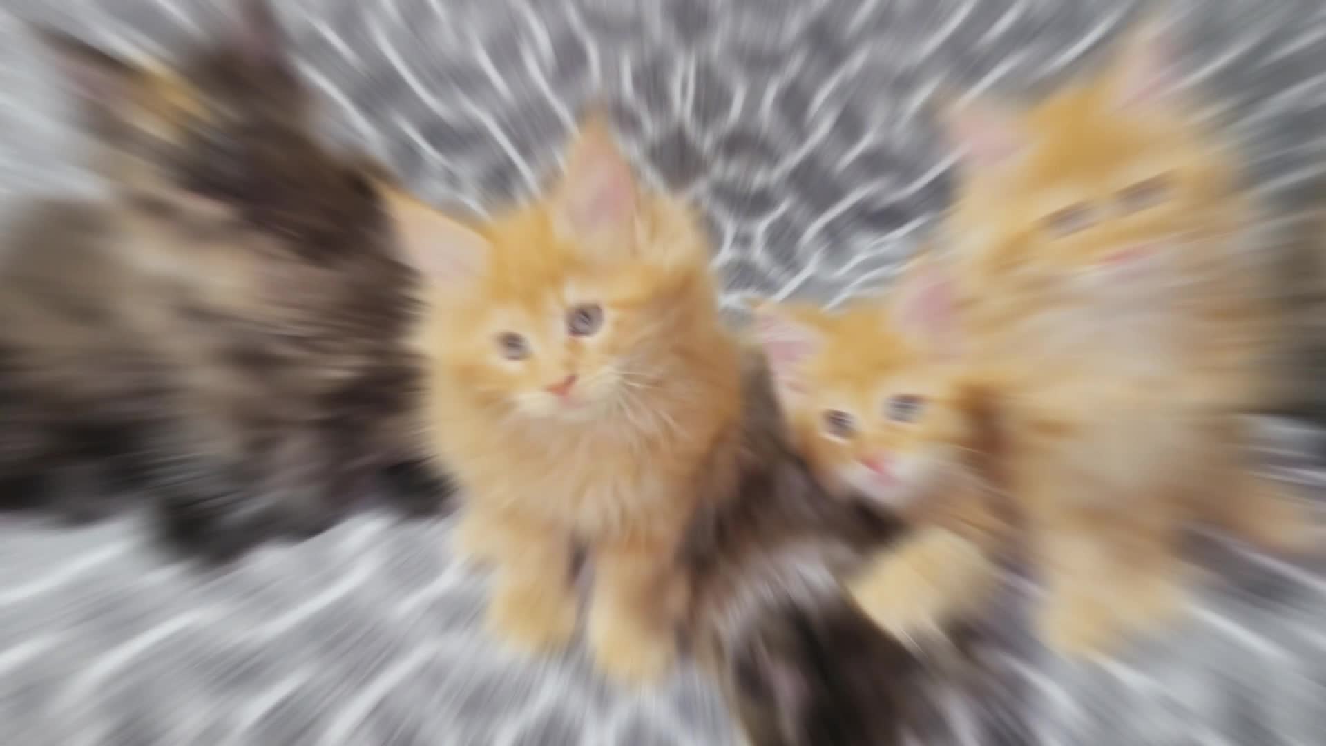 Maine Coon cats for sale: STANNING KITTENS, READY TO GO, GCCF REGISTERED  - Video 5