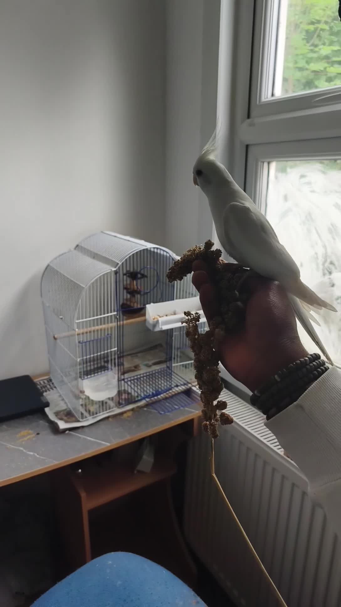 Cockatiels birds for sale: 1yr old cockateil for sale in Chatham - Video 2