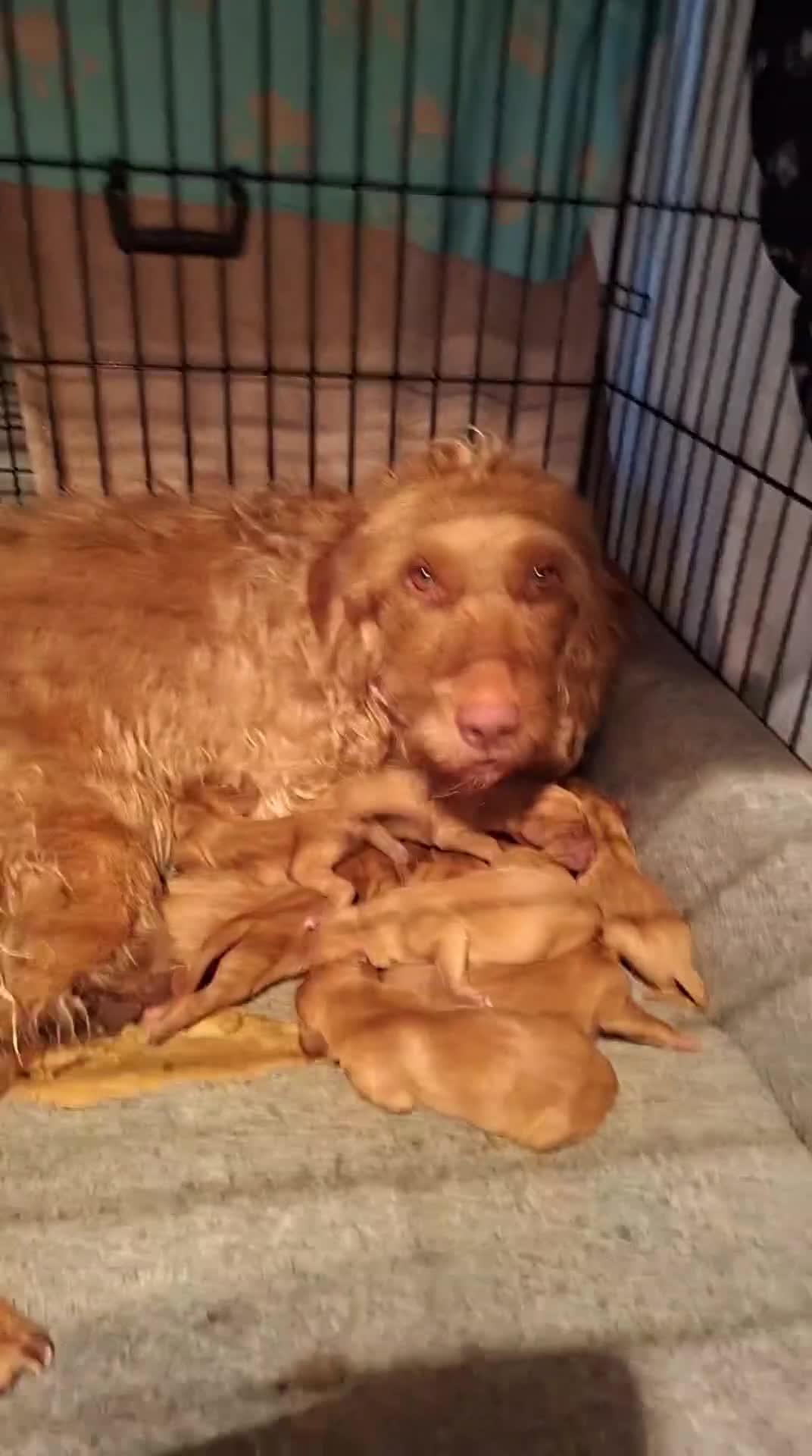 Hungarian Vizsla dogs for sale: 11 amazing wire haired vizsla puppies - Video 1