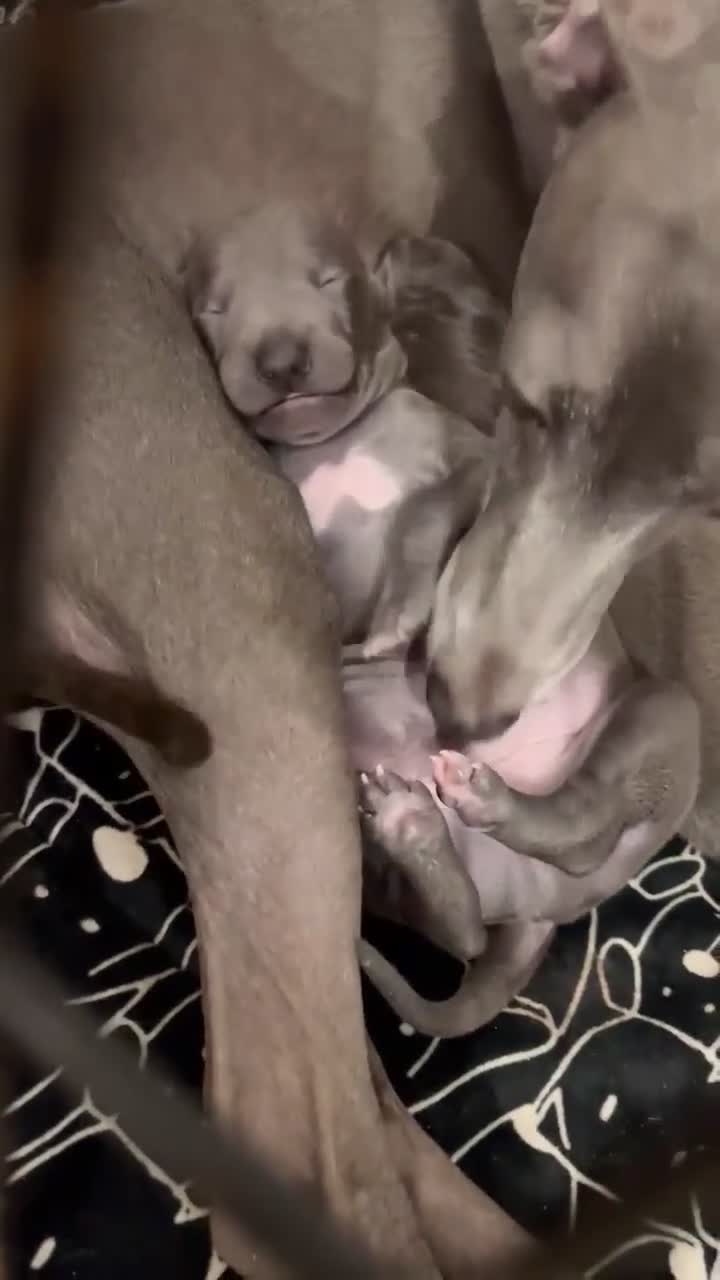 Italian Greyhound dogs for sale: 🐾Exceptional litter of KC Italian Greyhounds 🐾 - Video 1