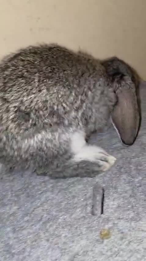 French Lop rabbits for sale: Giant French Lop in Crewkerne - Video 1