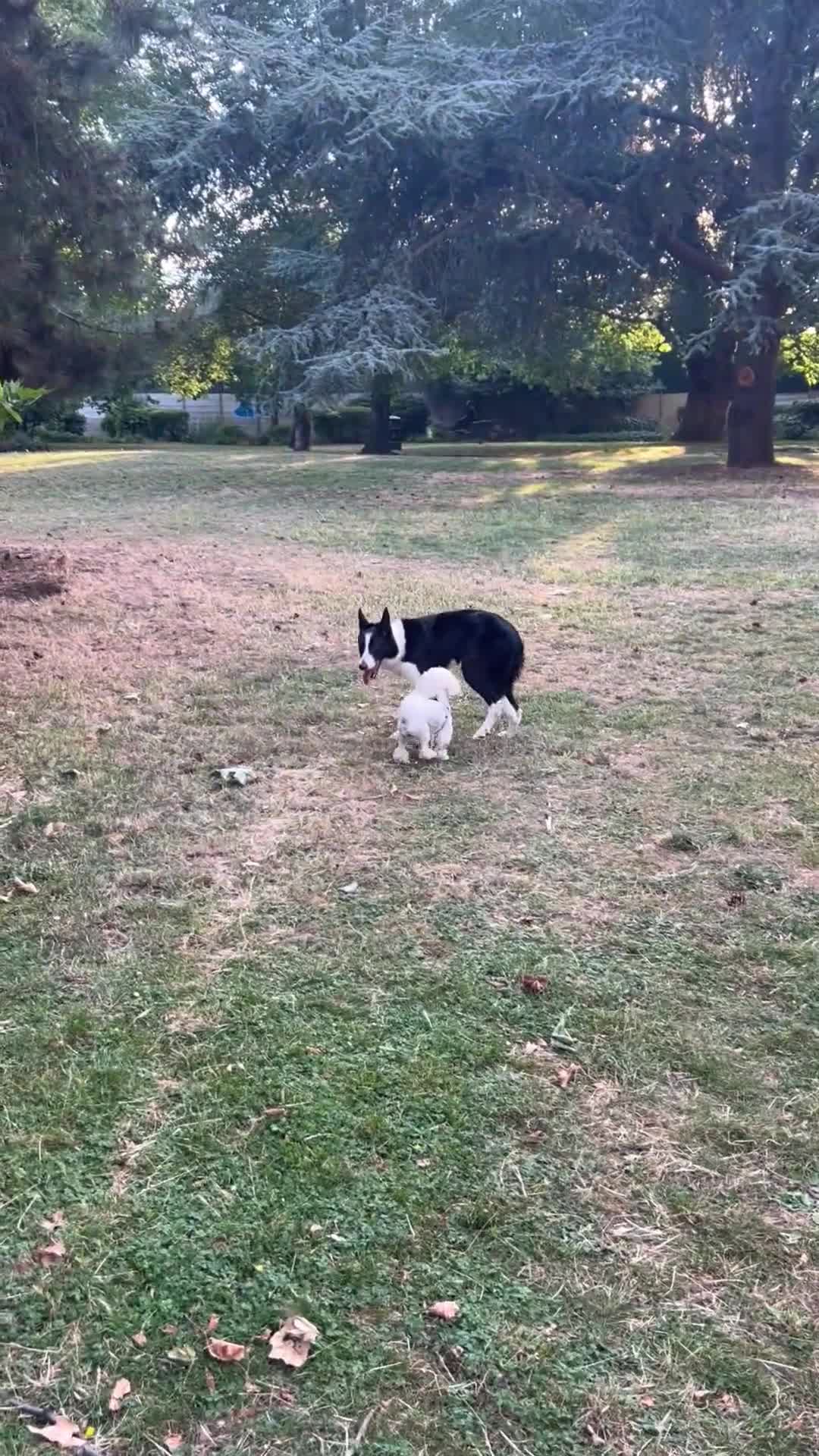 Border Collie dogs for sale:  A 2-Year Sweet & Smart Border Collie - Video 4