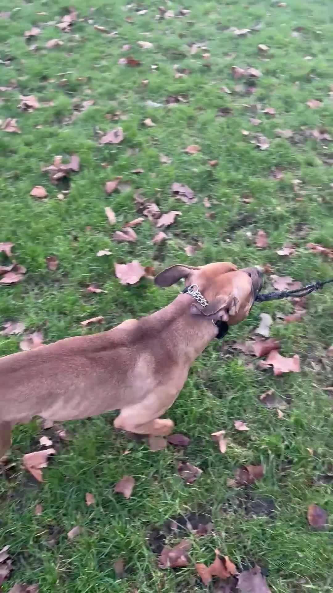 American Bull Staffy dogs for stud: Creed x karma  - Video 2