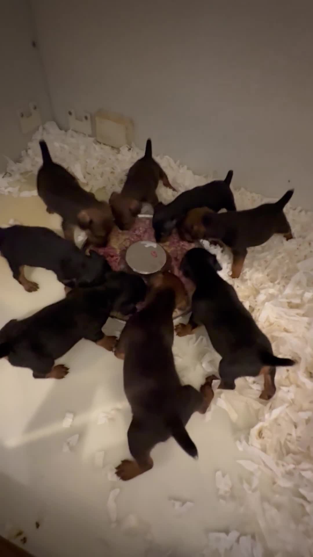 Lakeland Terrier dogs for sale: Lakeland terrier puppies  - Video 1