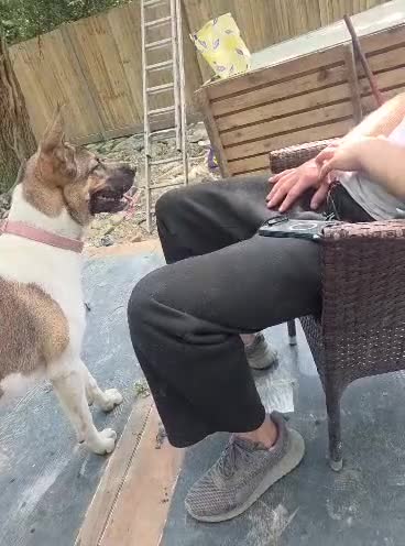 Rottweiler dogs for sale: Rottweiler Looking for forever home  - Video 1