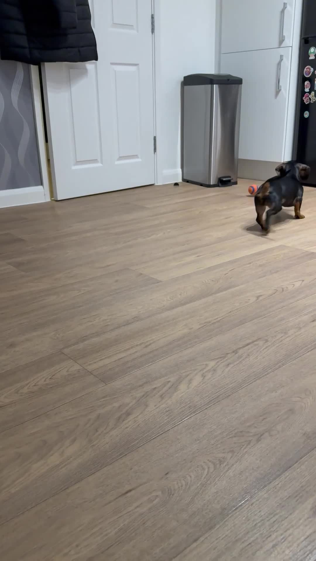 Miniature Dachshund dogs for sale: Beautiful 7 month old female miniature dachshund  - Video 1