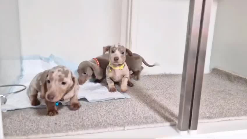 Miniature Dachshund dogs for sale: Beautiful puppies  in Coventry - Video 1