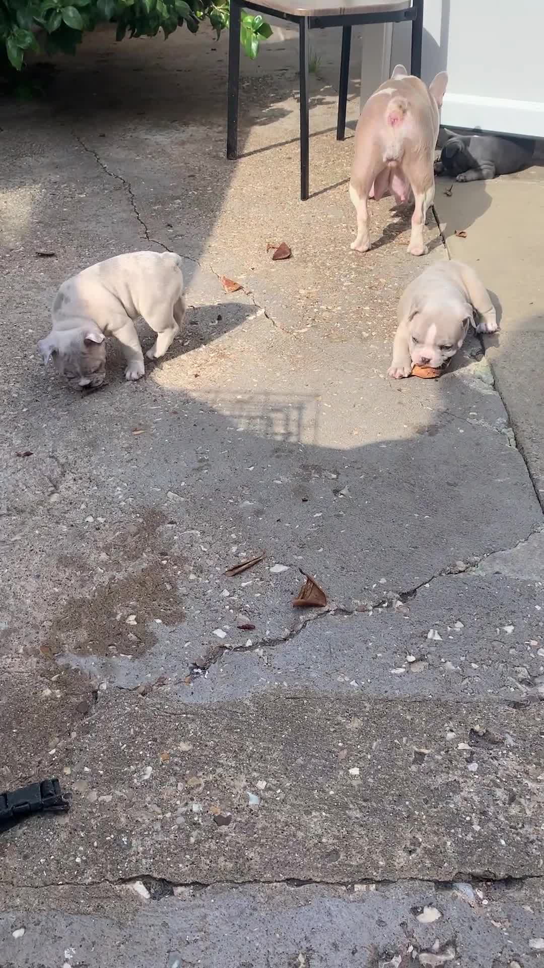 French Bulldog dogs for sale: French bulldog puppies with lilac and merle  - Video 3