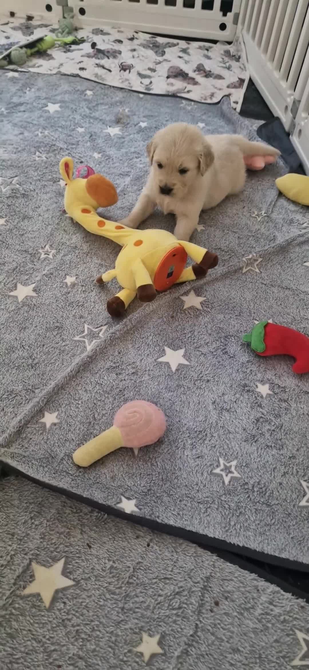 Golden Retriever dogs for sale: Stunning Cream KC registered Golden Retrievers  - Video 2