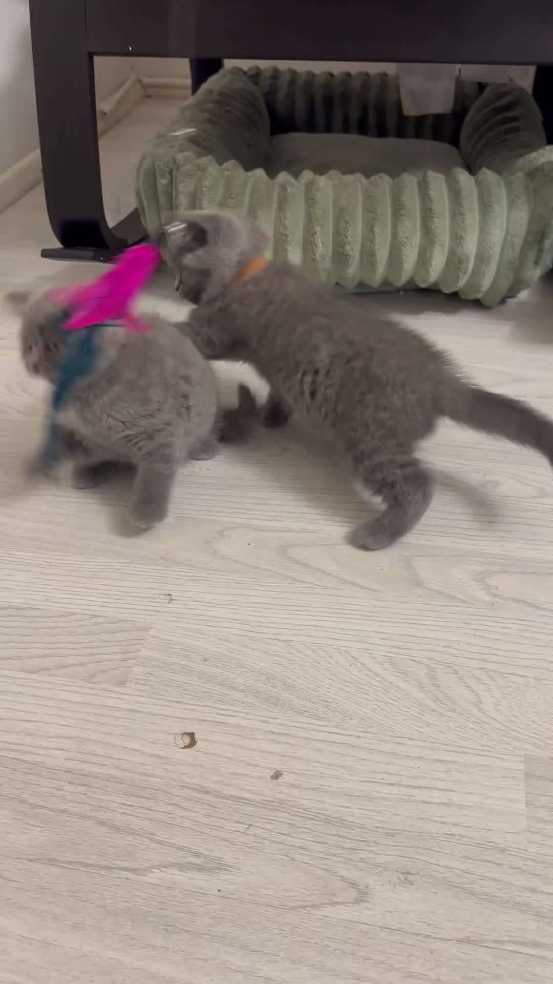 British Shorthair cats for sale: BEAUTIFUL BABY BLUE KITTENS  - Video 1