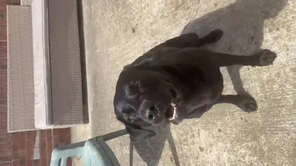 Labrador Retriever dogs for stud: Black Labrador Retriever for Stud. - Video 1