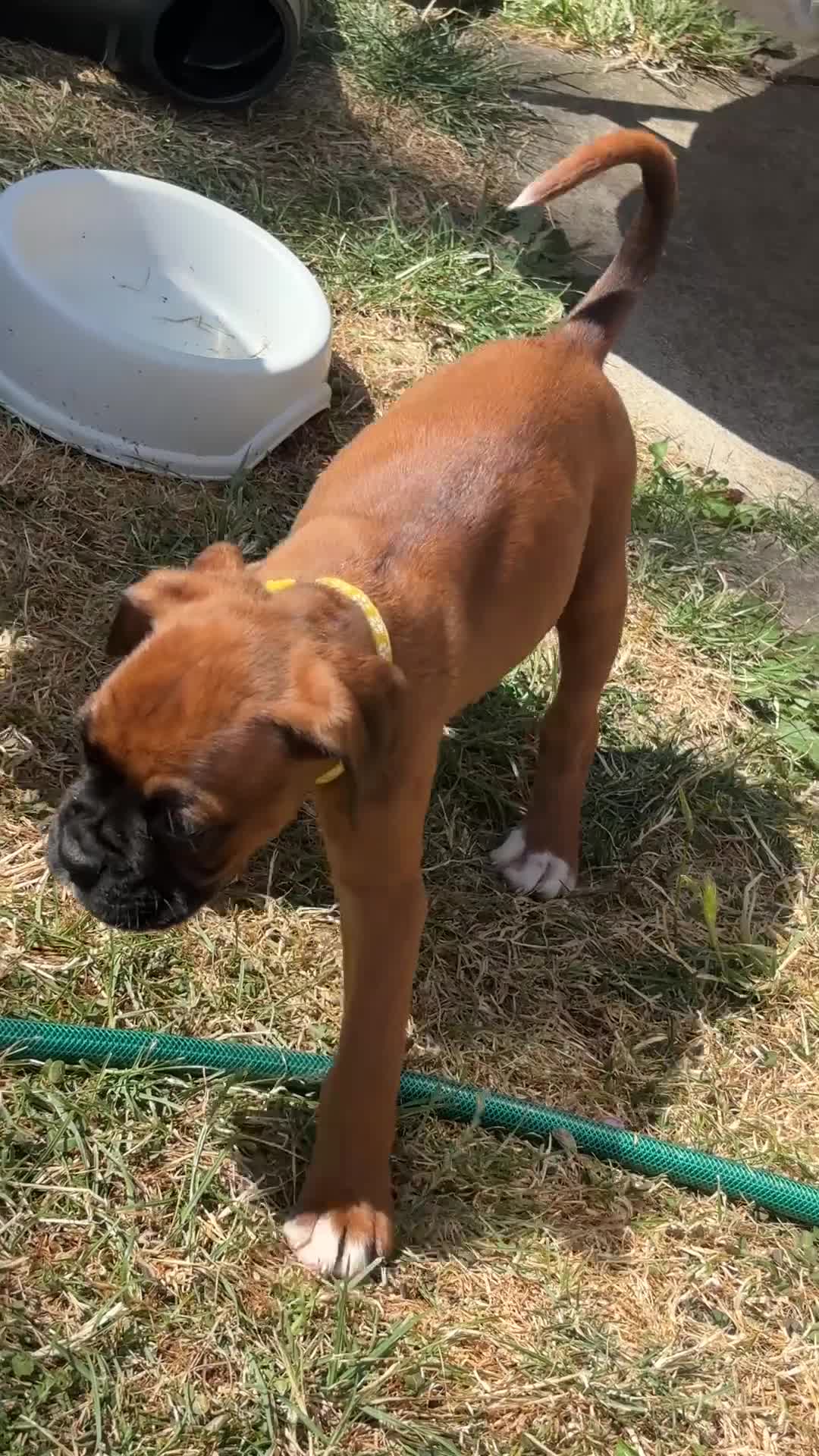 Boxer dogs for sale: Beautiful RED - with BLACK MASK-long tail  - Video 1