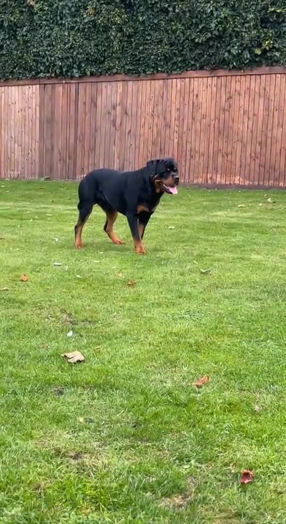 Rottweiler dogs for stud: Rottweiler Stud  in Dunstable - Video 3