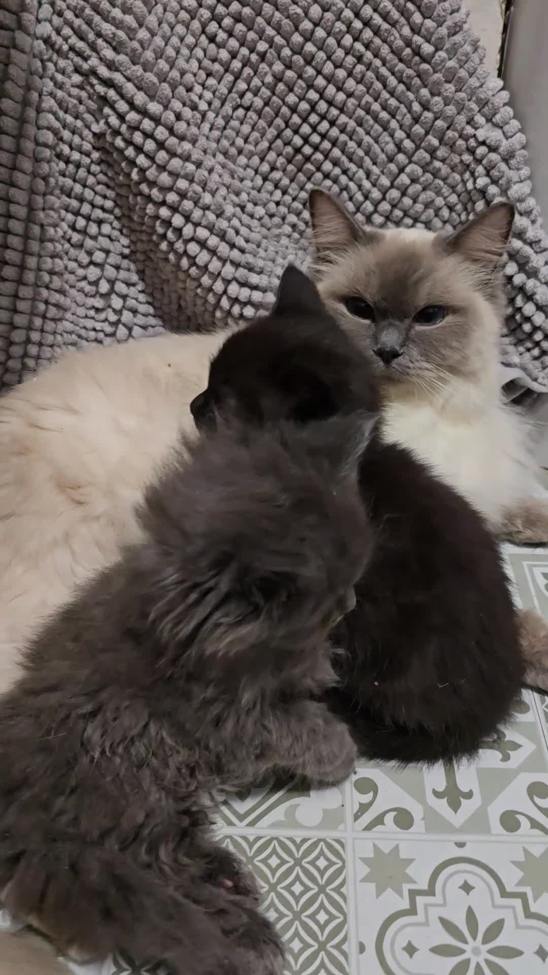 Ragdoll cats for sale: Gorgeous half ragdolls - Video 3