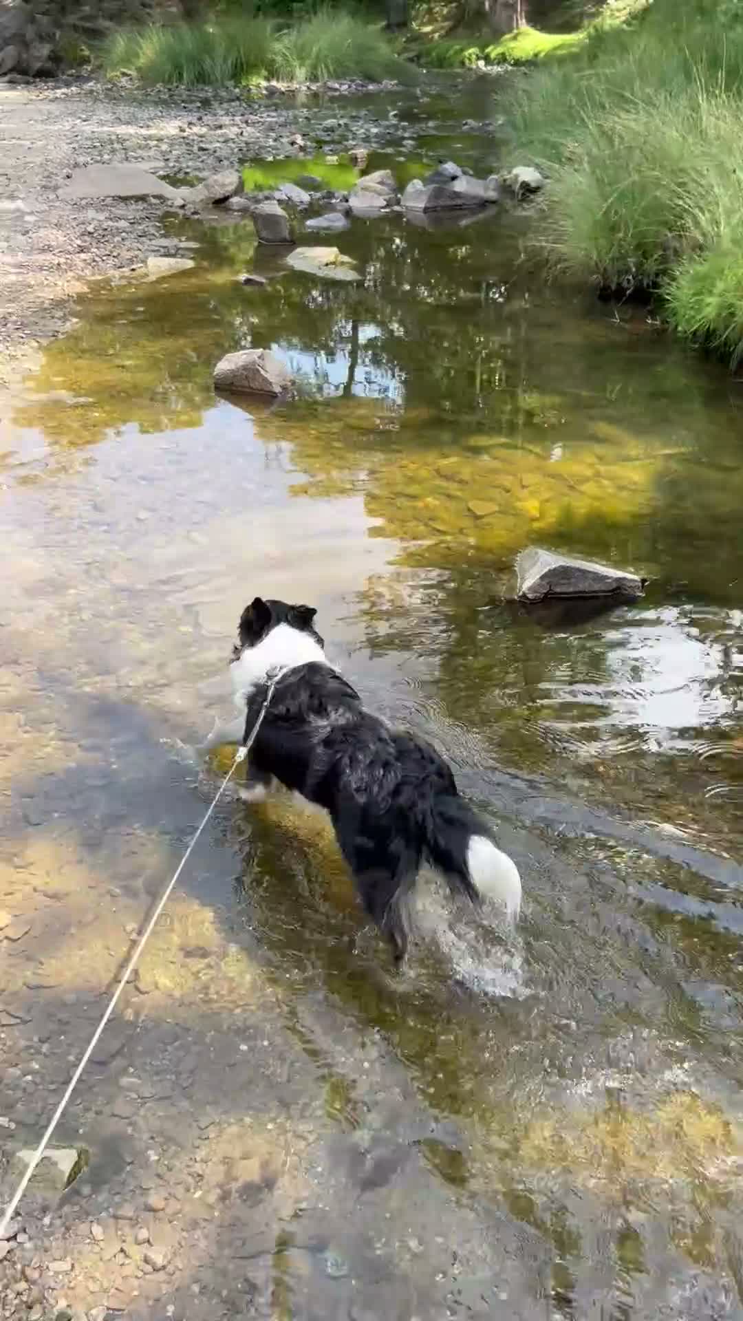 Border Collie dogs for sale: Tri-colour border collie READ DESCRIPTION in Nuneaton - Video 1