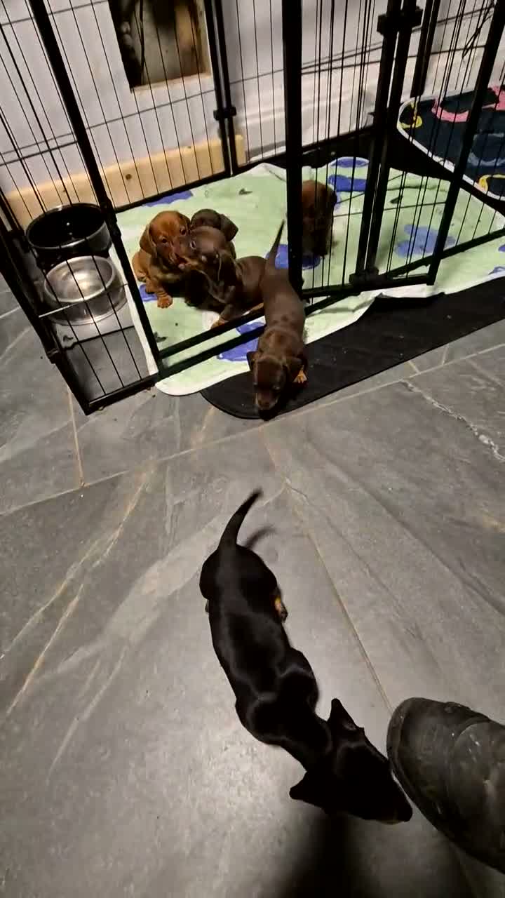 Miniature Dachshund dogs for sale: Miniature Dachshund Puppies  in Caernarfon - Video 1