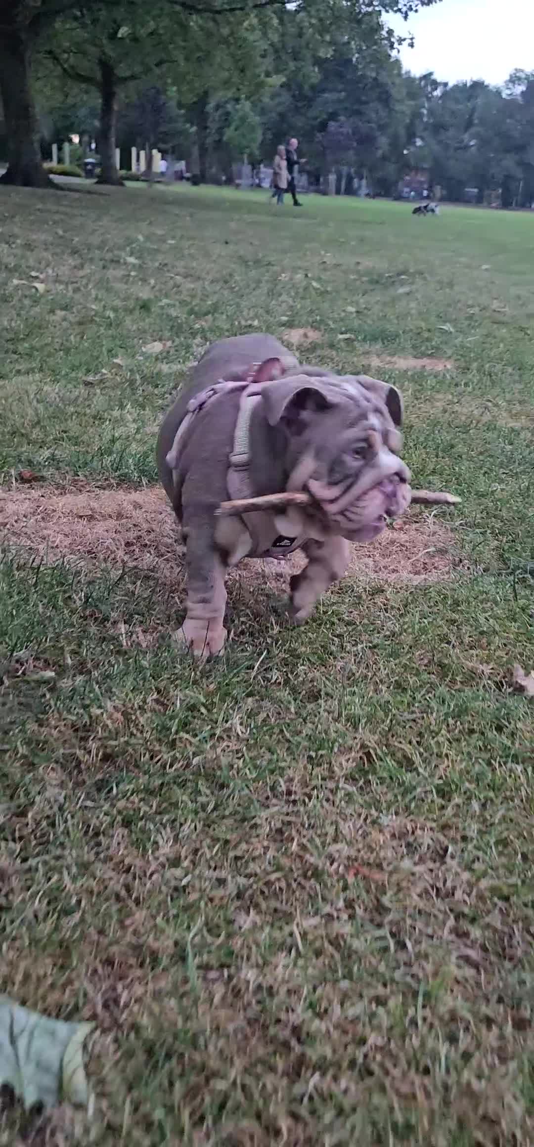 English Bulldog dogs for sale: Final Female English Bulldog available - Video 1