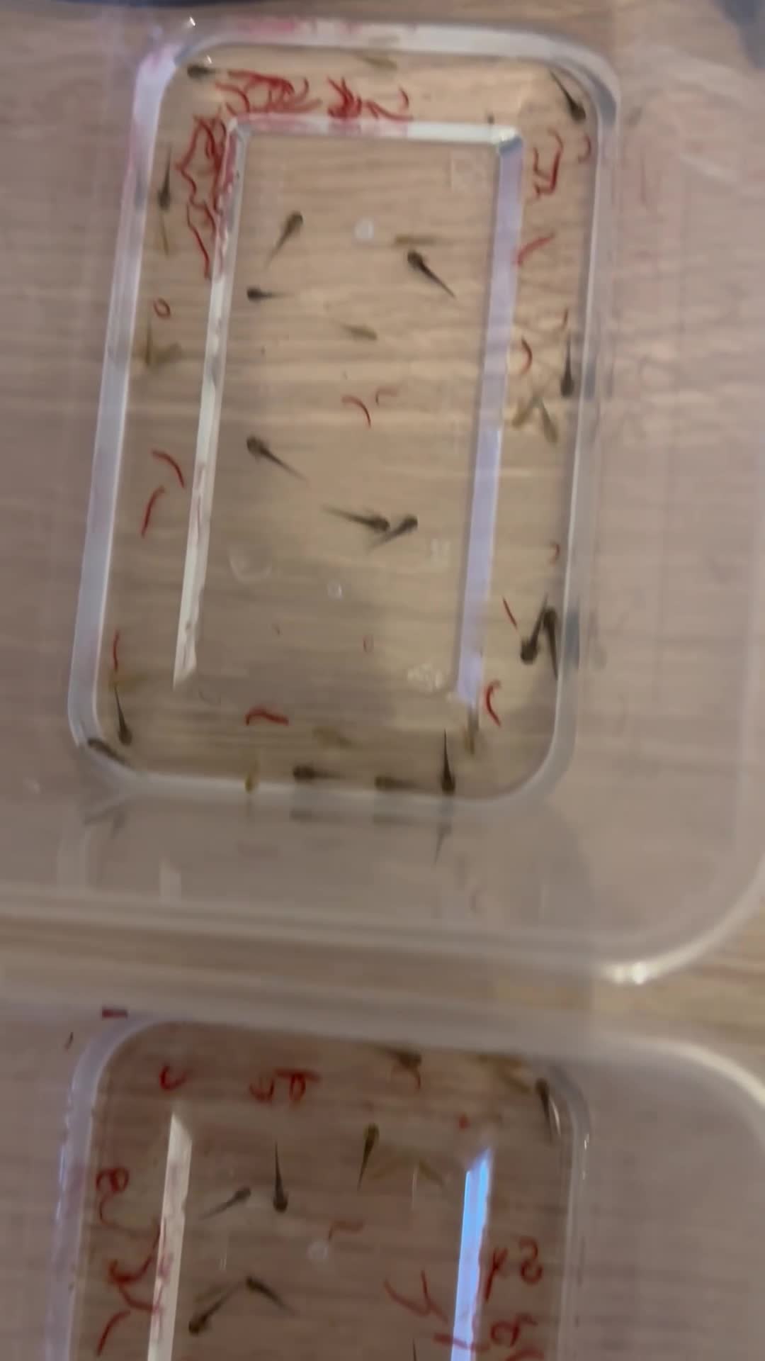 Axolotl reptiles for sale: Axolotl Hatchlings  - Video 1