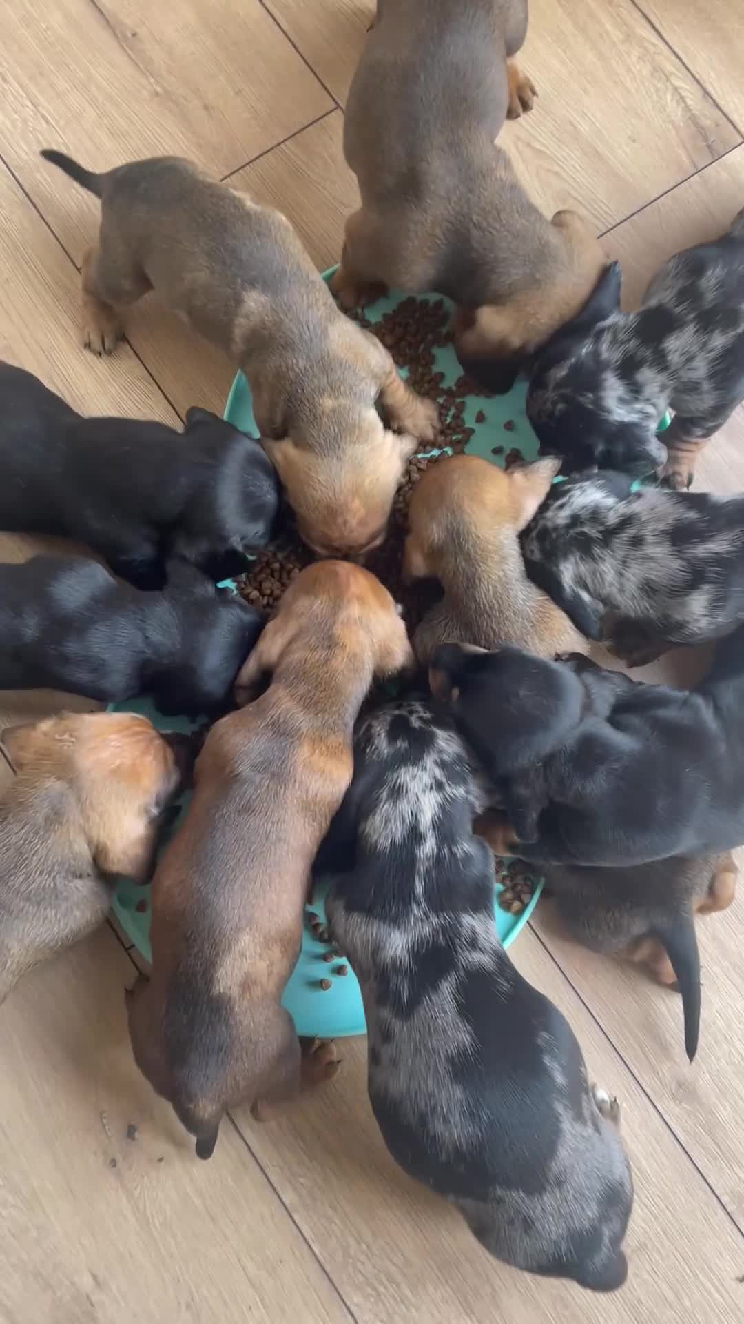 Dachshund dogs for sale: Exceptional dachshunds  - Video 2