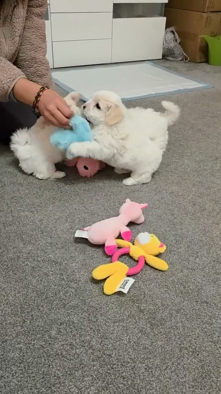 Coton De Tulear dogs for sale: Gorgeous Coton de Tulear puppies KC registered - Video 2