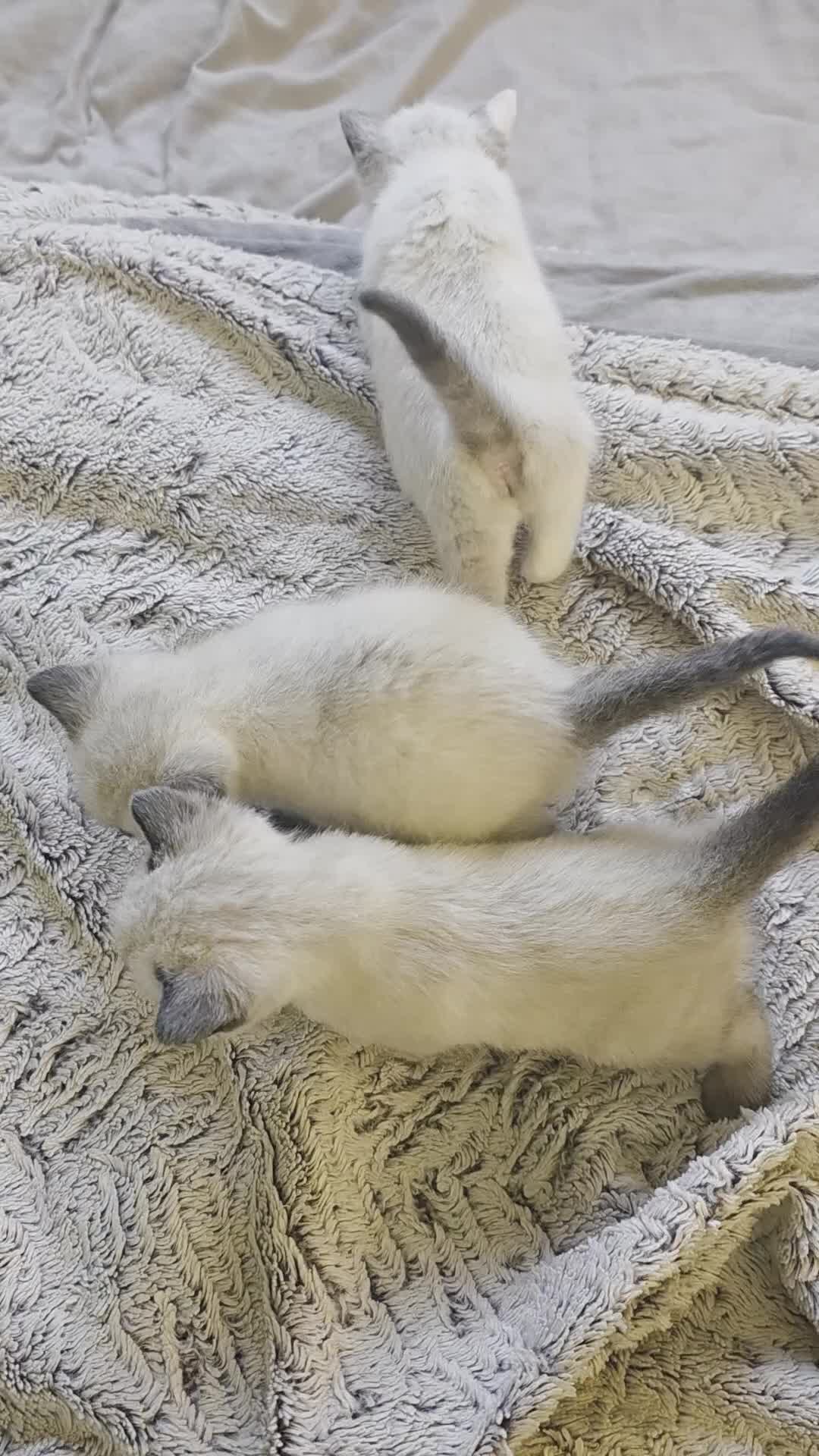 Siamese cats for sale: Mr paws miss fluffy and miss stripes  - Video 2