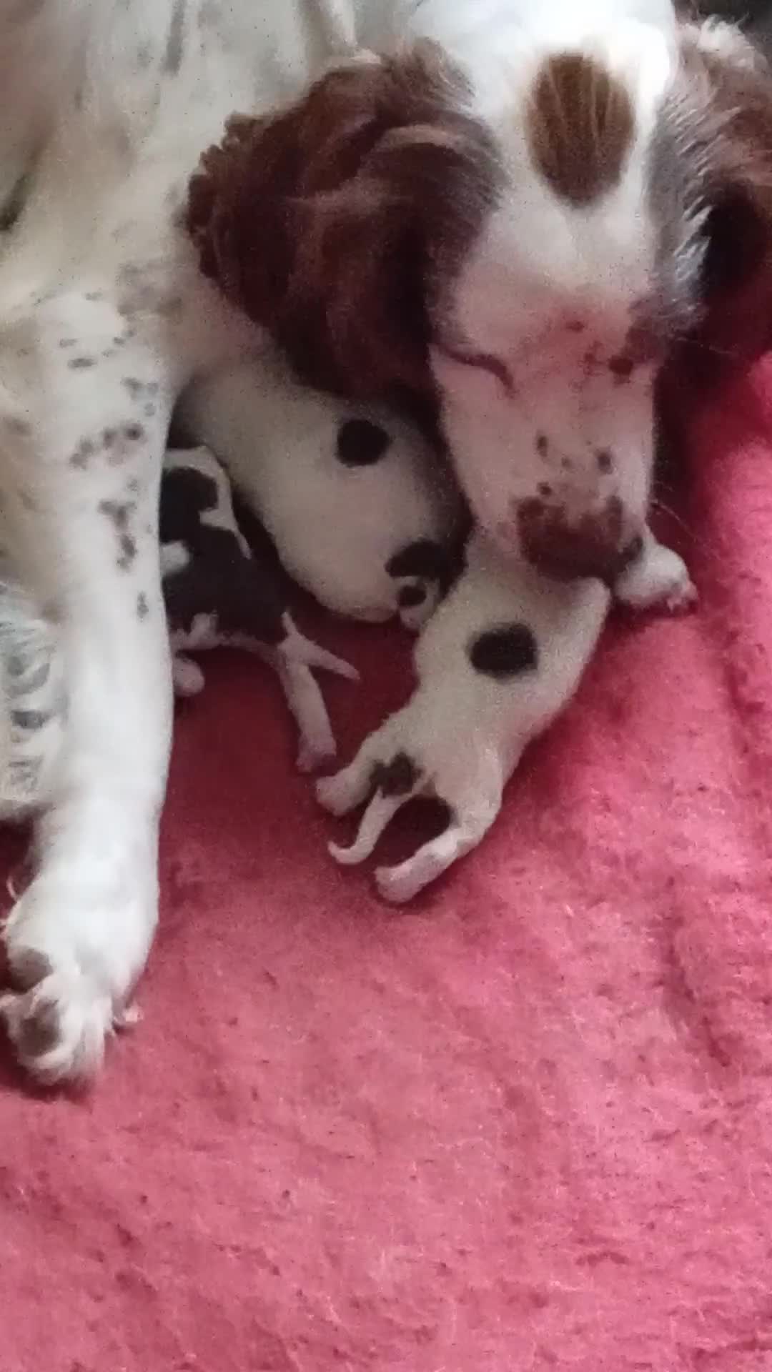 English Springer Spaniel dogs for sale: KC Reg English Springer Spaniels - 2 girls left - Video 1