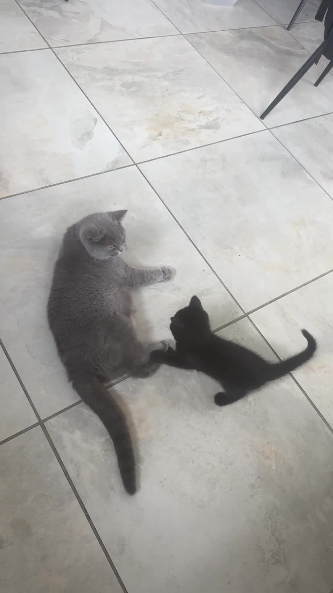 British Shorthair cats for sale: British shorthair cross kittens 🐾 Ready to leave - Video 2
