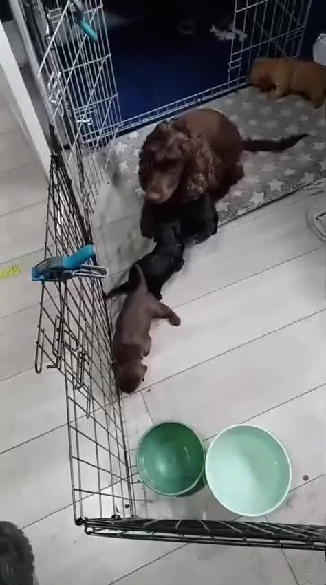 Cocker Spaniel dogs for sale: Black boy cocker spaniel - Video 1
