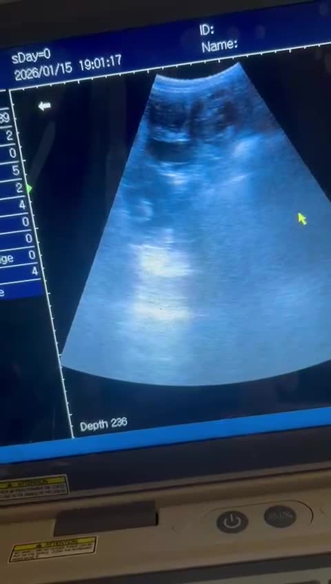 Old English Sheepdog dogs for sale: Kc Registered Old English Sheepdogs  - Video 1