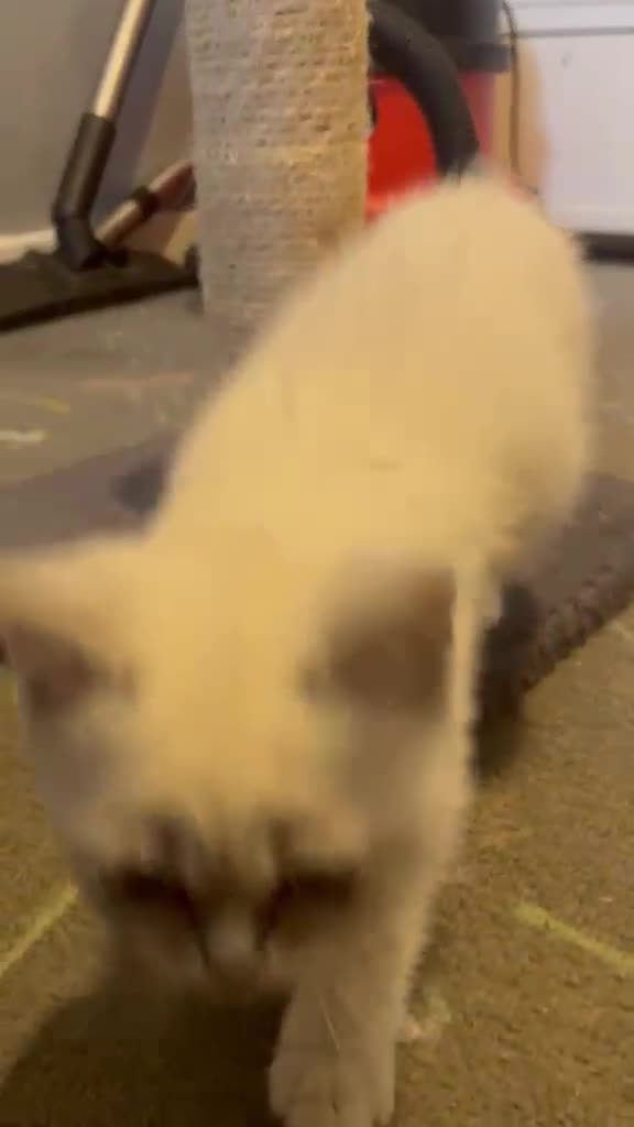 Mixed Breed cats for sale: LAST GIRL LEFT 4 BRITISH SHORTHAIR X KITTENS 🩵🩷 - Video 2