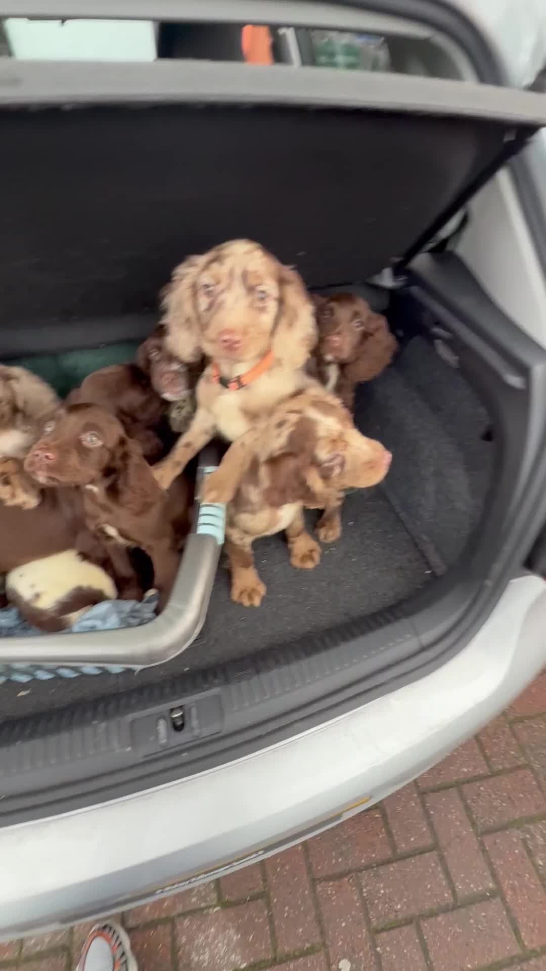 Cocker Spaniel dogs for sale: Cocker Spaniel Puppy’s (🍫Merle)  - Video 1