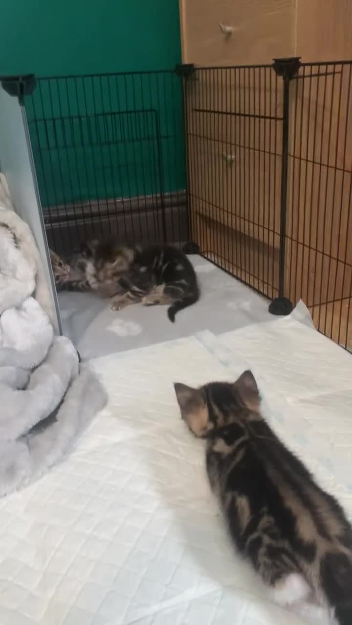 Mixed Breed cats for sale: Mixed Breed Classic Tabby Kittens  in Gainsborough - Video 2