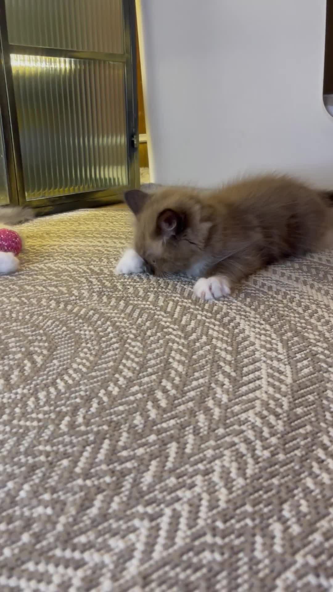 Ragdoll cats for sale: Quality Ragdoll Kittens 🩷 Ready Now  - Video 1